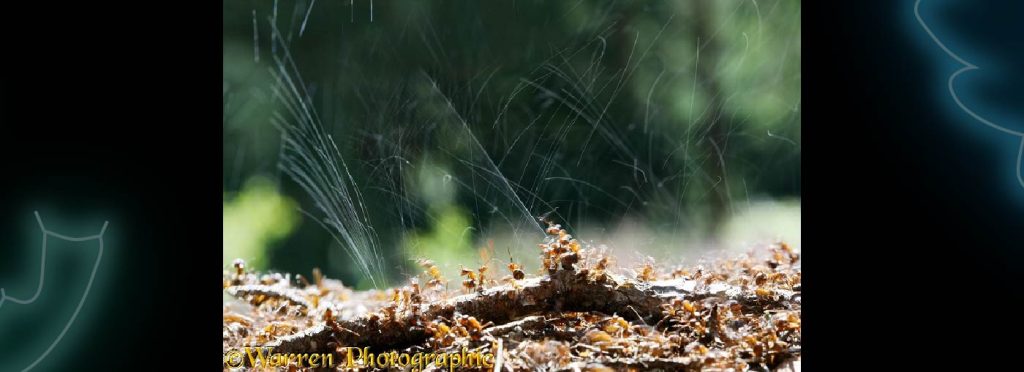 A tale of ants, jays and nettles