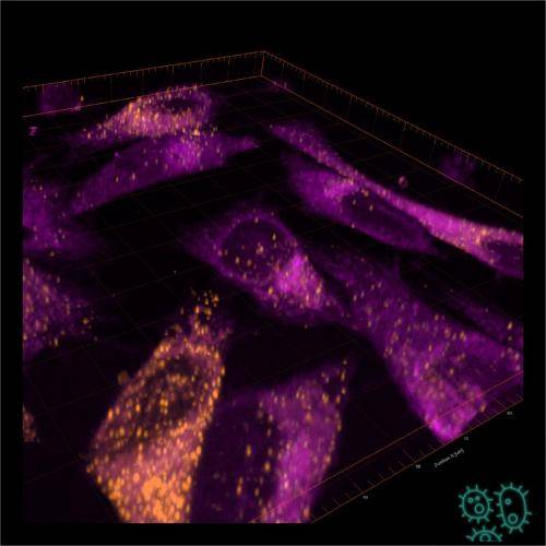 A 3D reconstruction of cells and nanoparticles