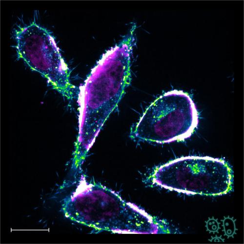 Diffusing inside the cell