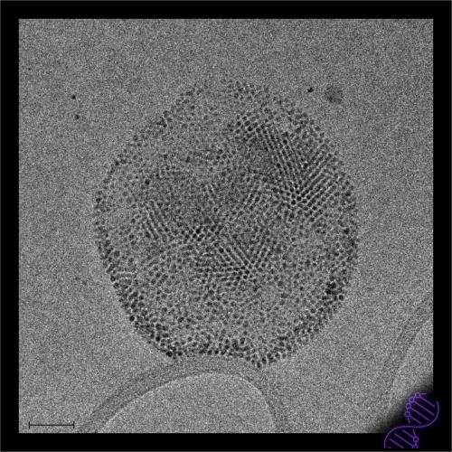 Magnetoliposome